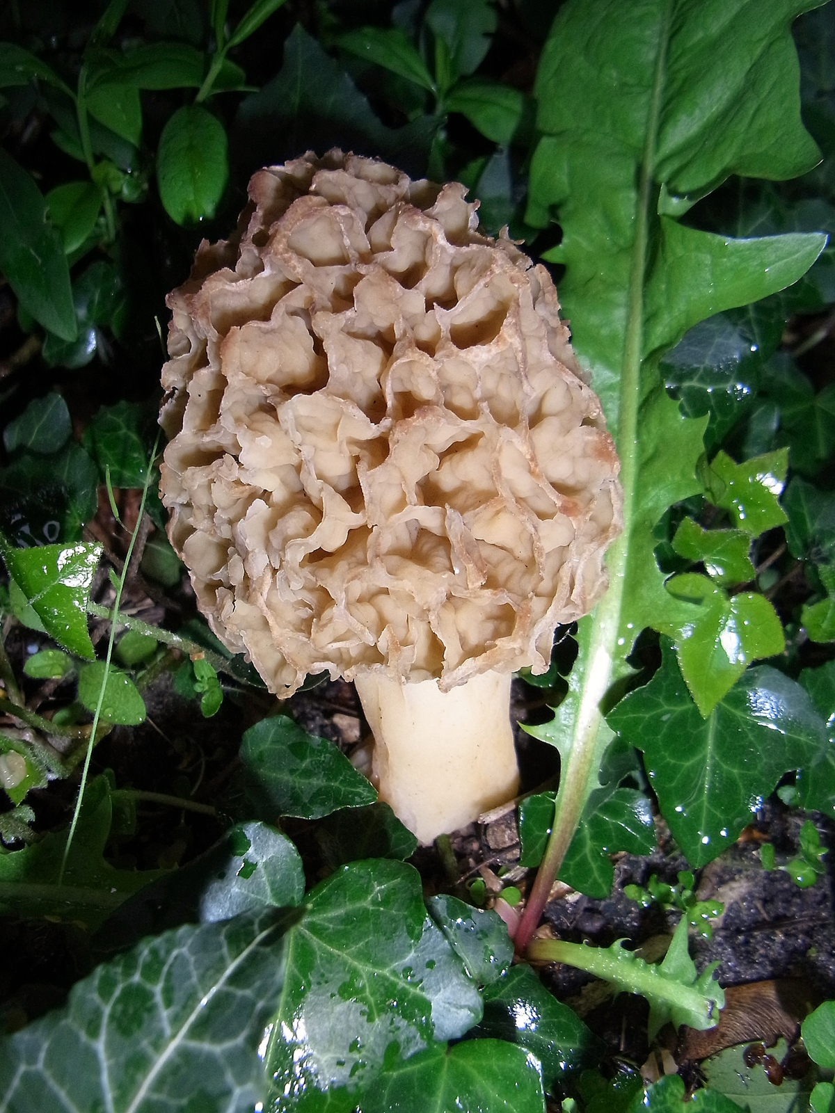 Morchella esculenta (L : Fr.) Pers.