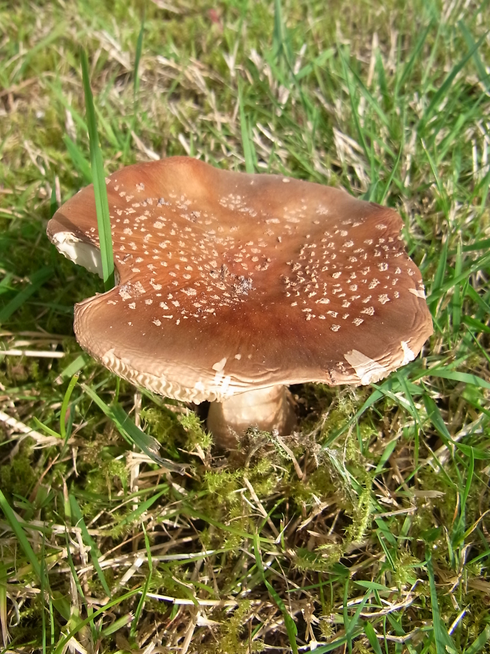 Amanita rubescens Pers.