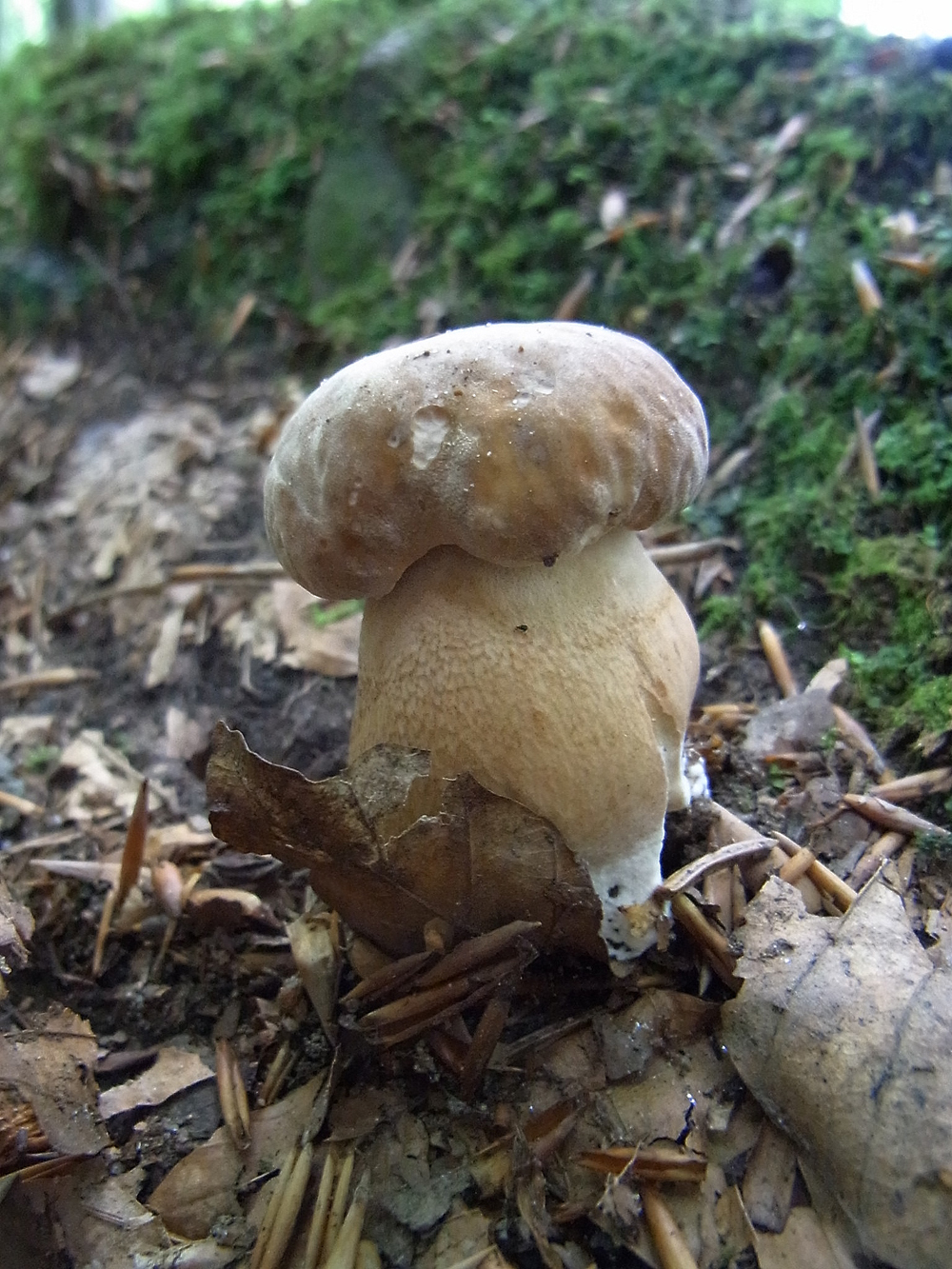 Boletus aestivalis (Paulet) Fr.