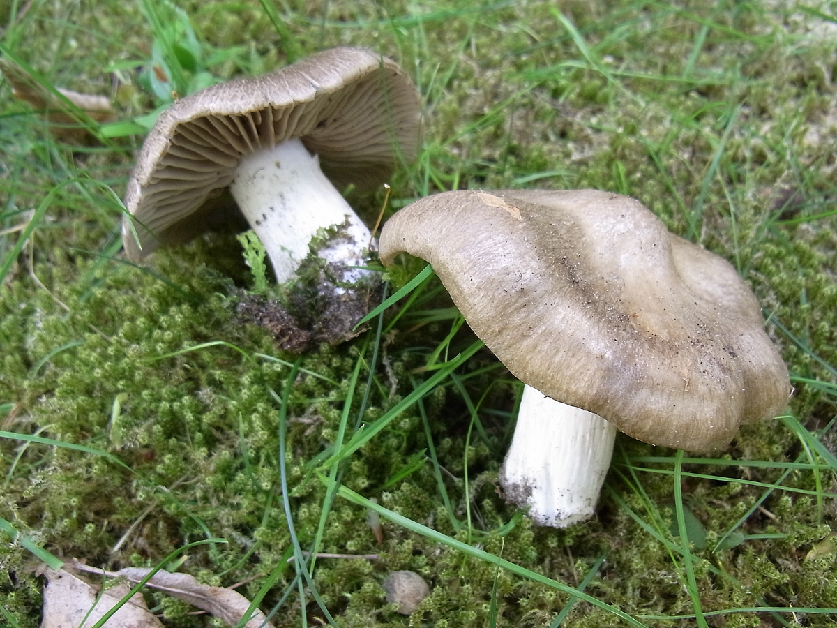 Entoloma clypeatum (L.) P. Kumm.