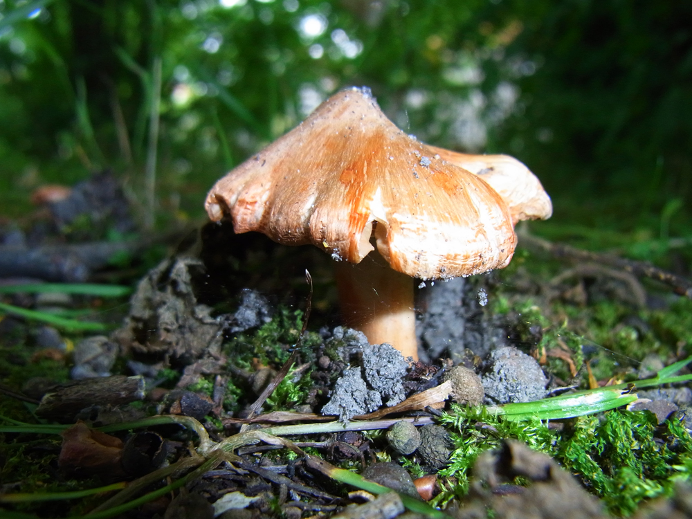 Inocybe erubescens A. Blytt