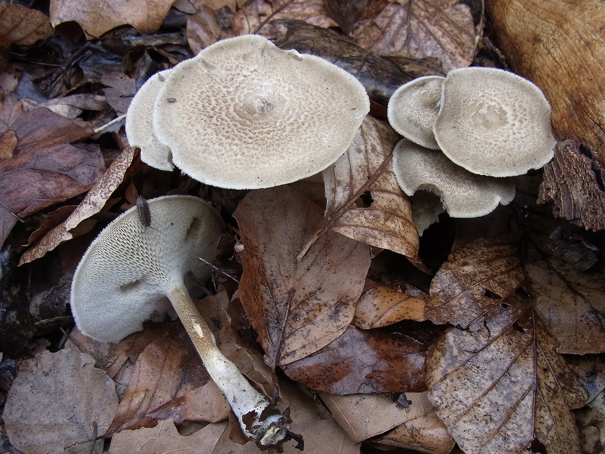 Polyporus arcularius (Bartsch) Fr.