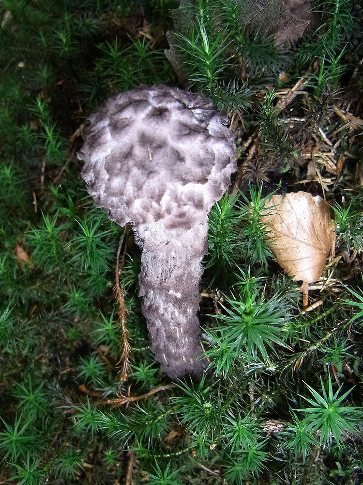 Strobilomyces strobilaceus (Scop.) Berk.